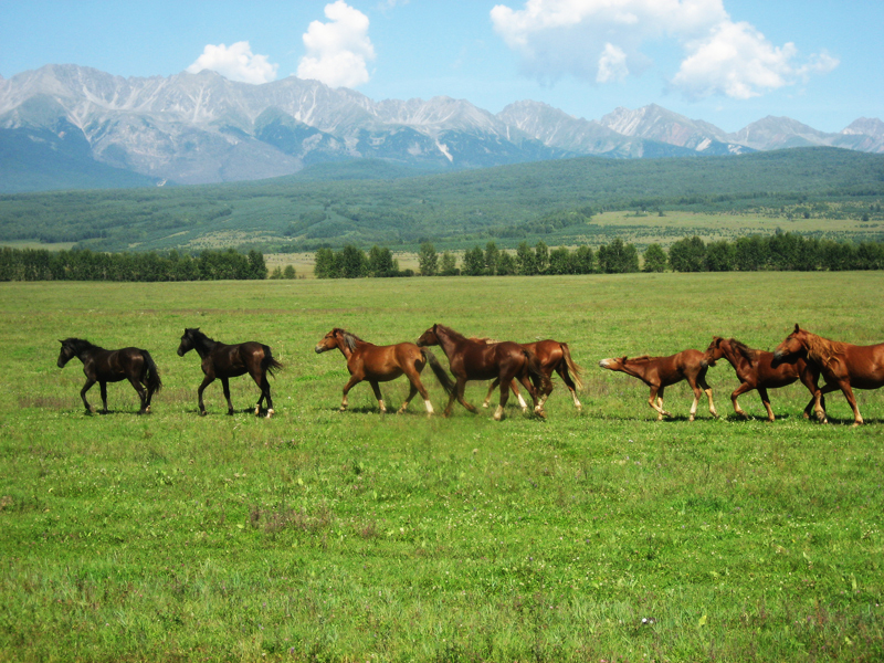 Табун лошадей в Тункинской долине, фото: http://prospekt-desires.ru/