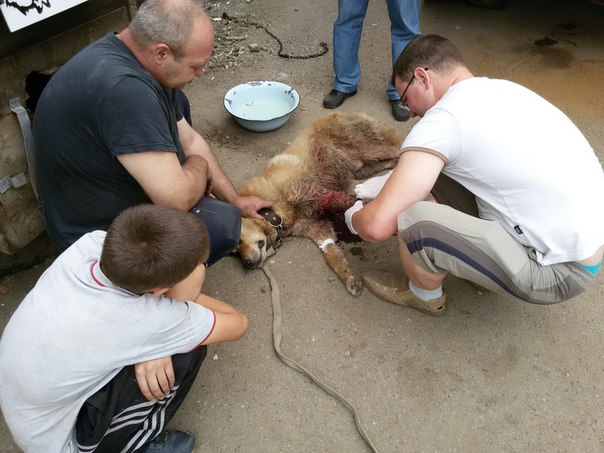 Волонтеры оказывают помощь бездомному псу, живущему на пром.базе, фото: http://prospekt-desires.ru/