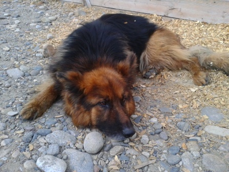 Фото реальной собаки, ее судьба здесь, но ни как не связана с притчей: http://dorogadomoj38.ru/ishhet-hozyaina-otlichnyiy-pes.html