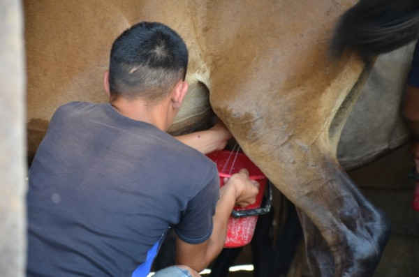 Добывают молоко лошади тем же способом, что и коровы, автор фото  Эрдэм Гомбоев