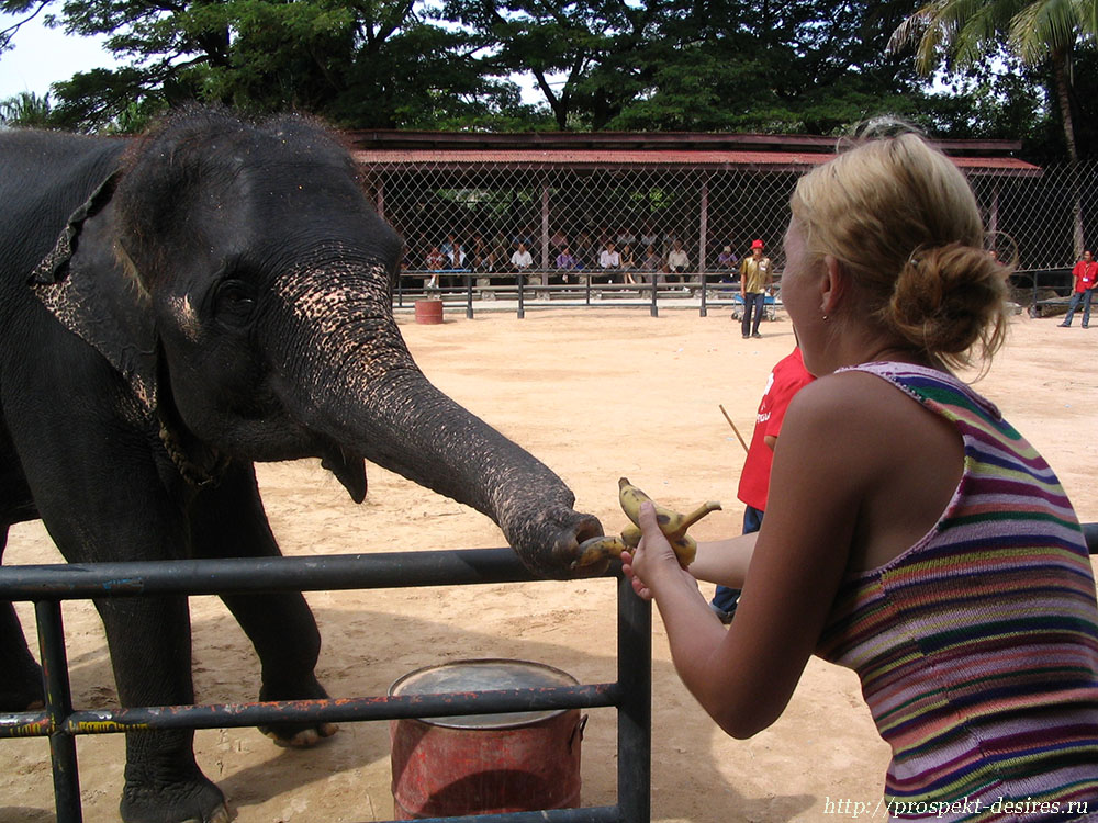 Слоны в Нонг Нуч