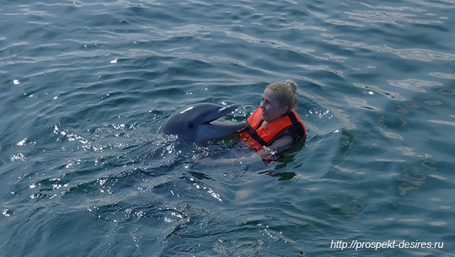 экскурсии с дельфинами на варадеро