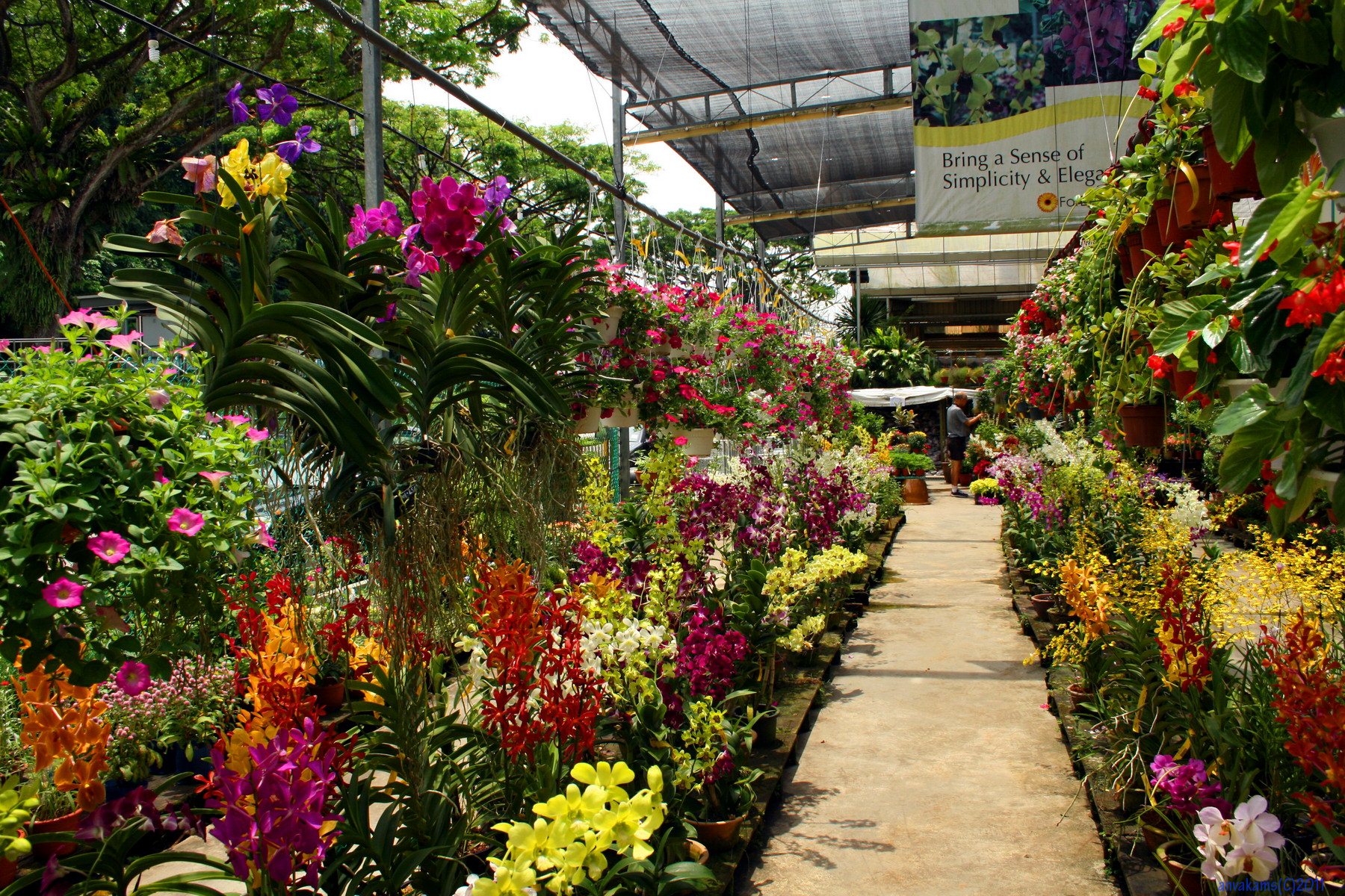 Питомники экзотических. Нонг Нуч сад орхидей. Сад орхидей в Паттайе. Нонг Нуч Паттайя орхидеи. Парк Нонг Нуч Таиланд.