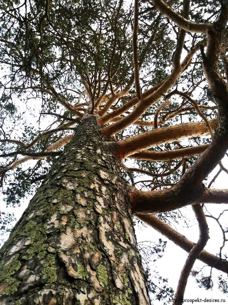 Дерево Ангасолка