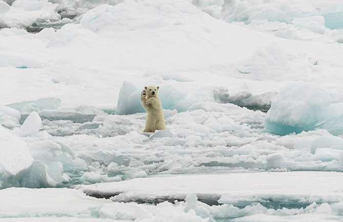 Медвежонок на льдине 