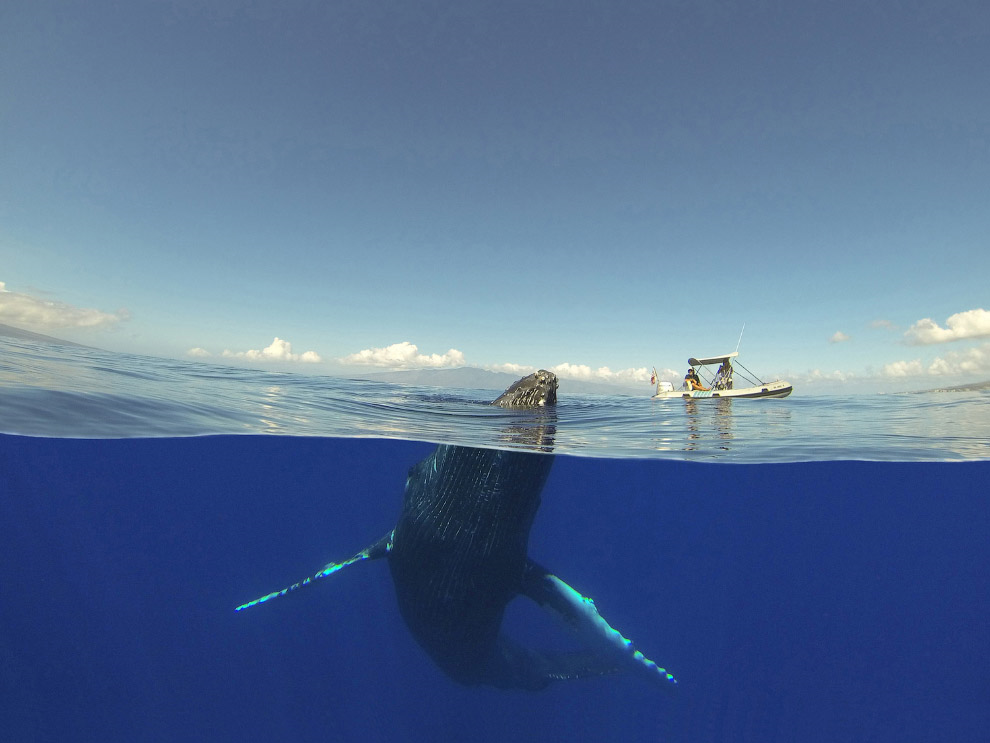 горбатый кит на Гаваях