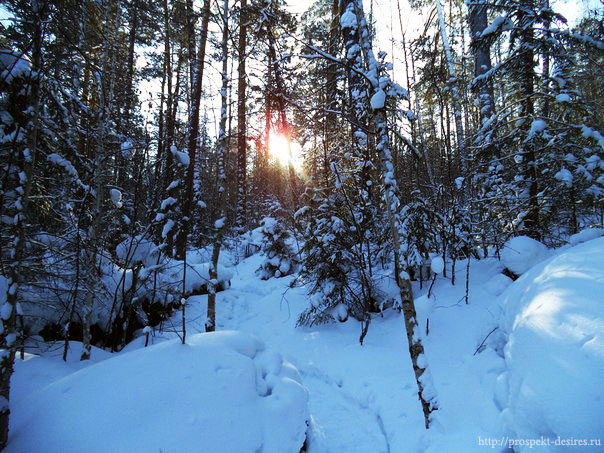 Солнце в лесу Витязь