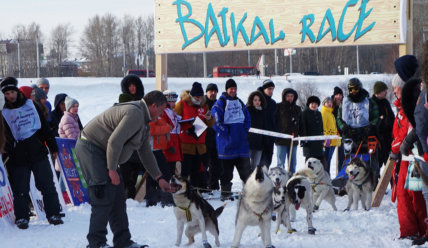 Гонки на собачьих упряжках по Байкалу!