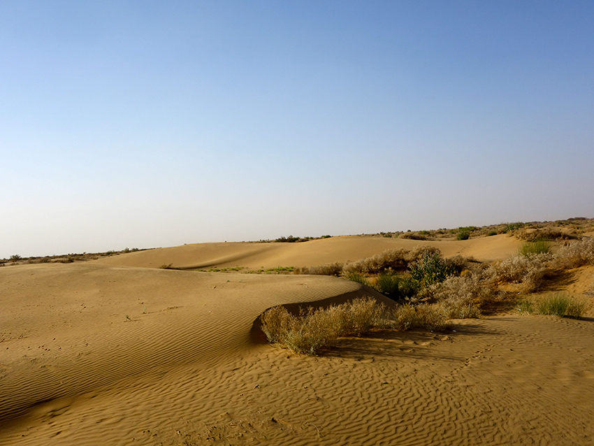 пустыня Тар Индия